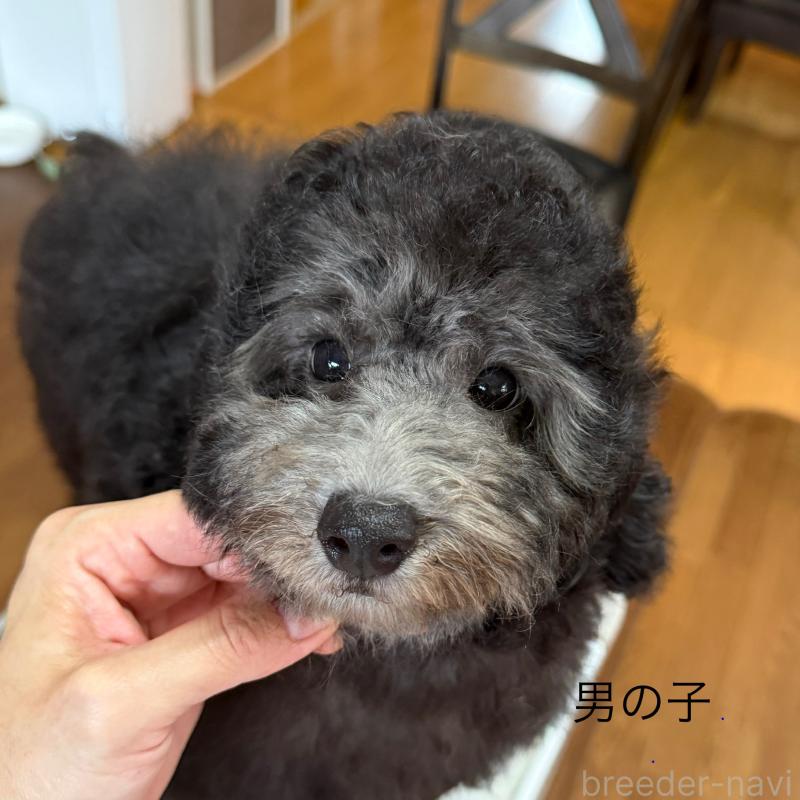 成約済の熊本県のトイプードル-402626の1枚目