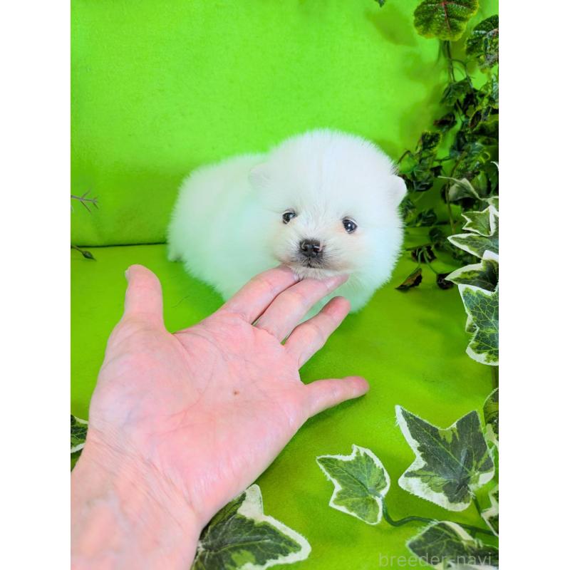販売中の神奈川県のポメラニアン-417755の4枚目