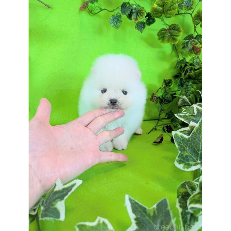 販売中の神奈川県のポメラニアン-417756の1枚目