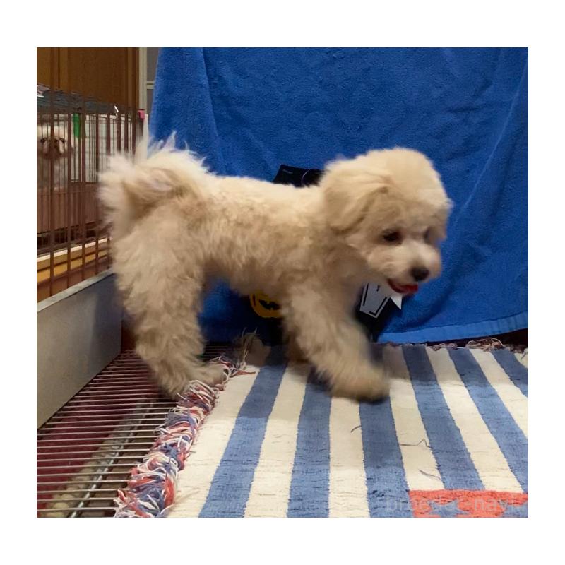 販売中の沖縄県のミックス犬-417757の5枚目