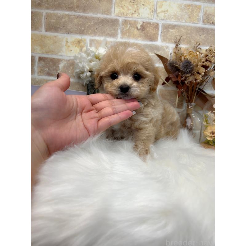 成約済の和歌山県のマルプー:マルチーズ×トイプードル-416627の9枚目