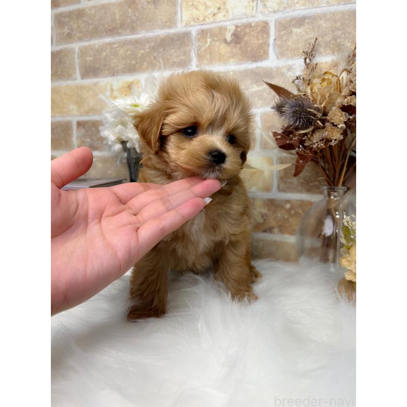 販売中の和歌山県のマルプー:マルチーズ×トイプードル-416630の12枚目