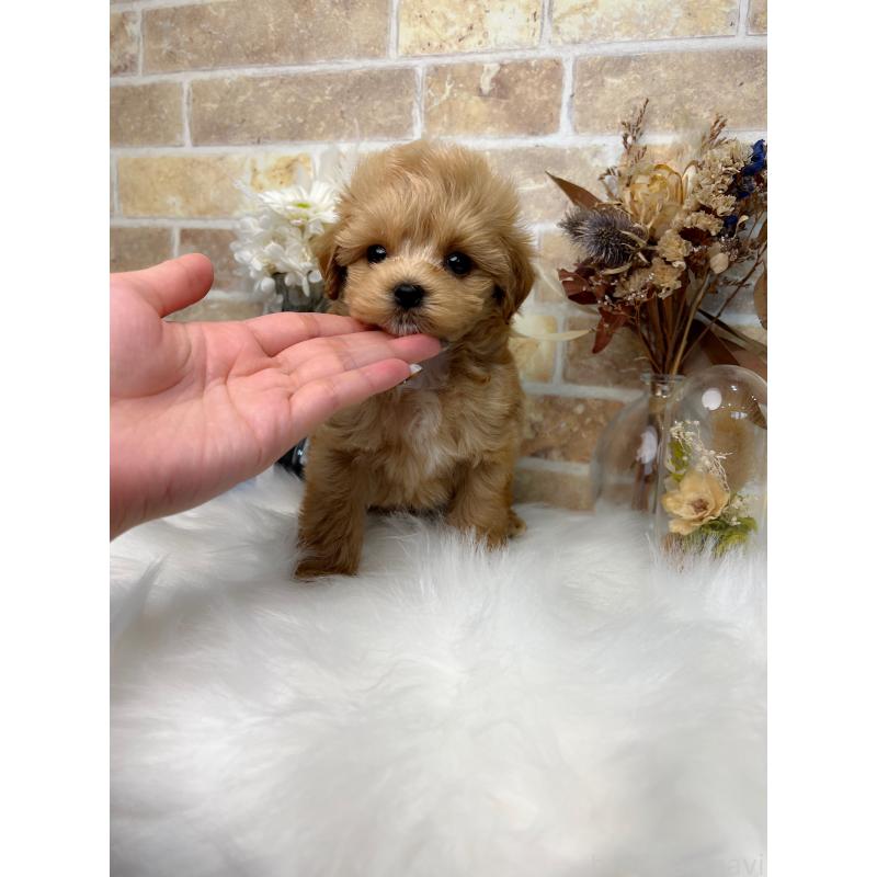 販売中の和歌山県のマルプー:マルチーズ×トイプードル-416630の11枚目