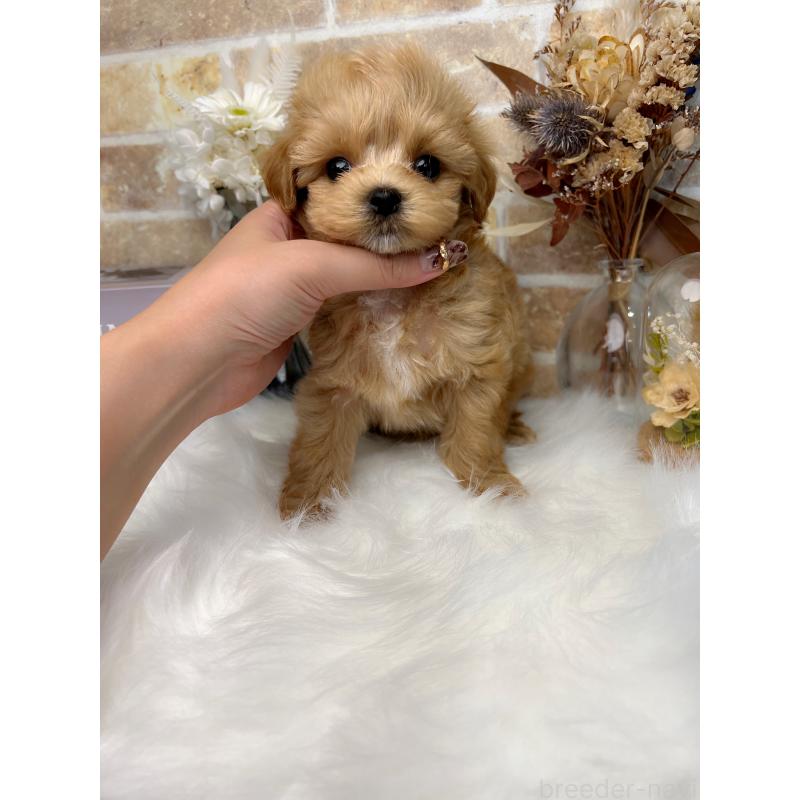 販売中の和歌山県のマルプー:マルチーズ×トイプードル-416630の10枚目