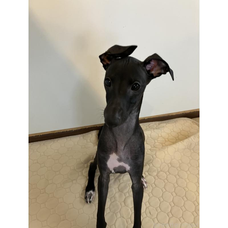 販売中の滋賀県のイタリアングレーハウンド(イタグレ)-393796の8枚目