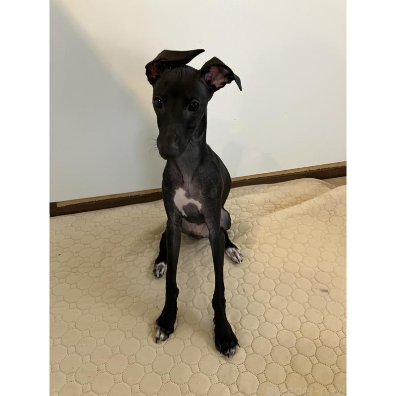 販売中の滋賀県のイタリアングレーハウンド(イタグレ)-393796の7枚目