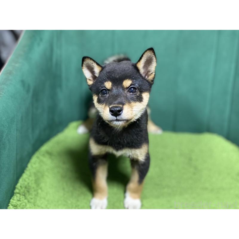 成約済の茨城県の豆柴-416508の4枚目