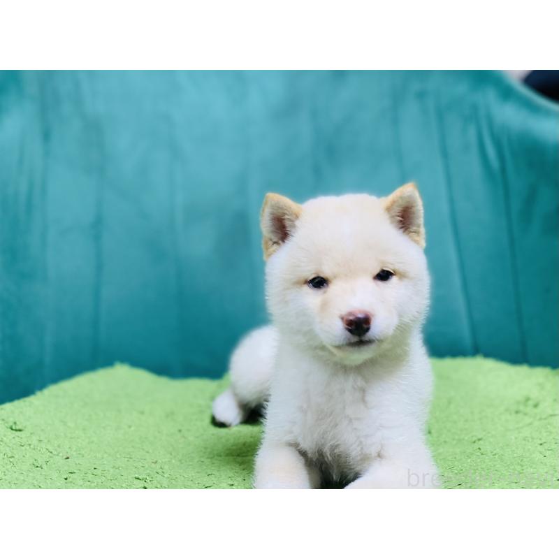 成約済の茨城県の豆柴-416507の4枚目