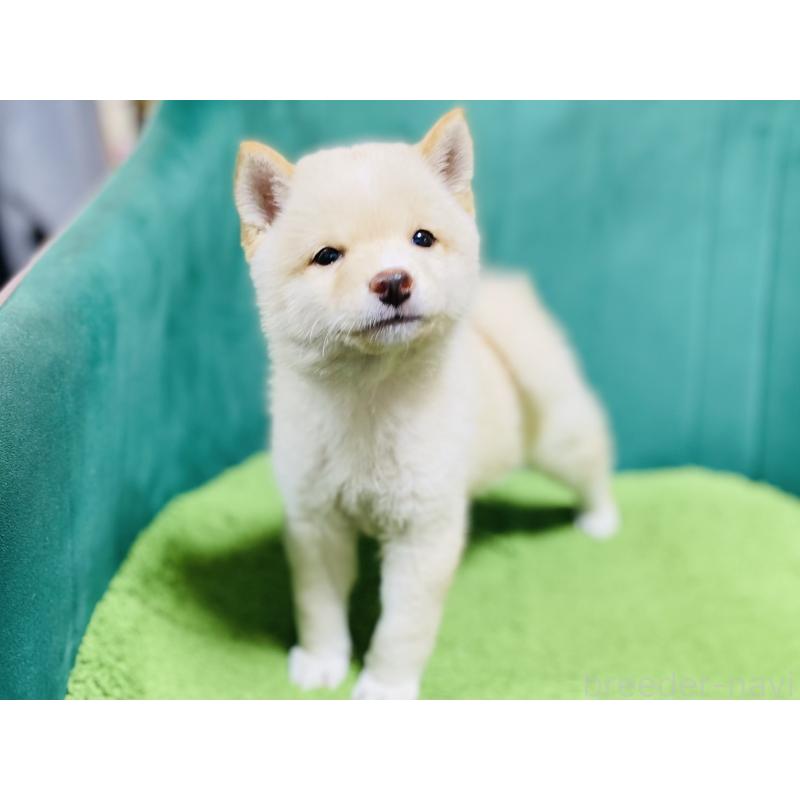 成約済の茨城県の豆柴-416507の3枚目