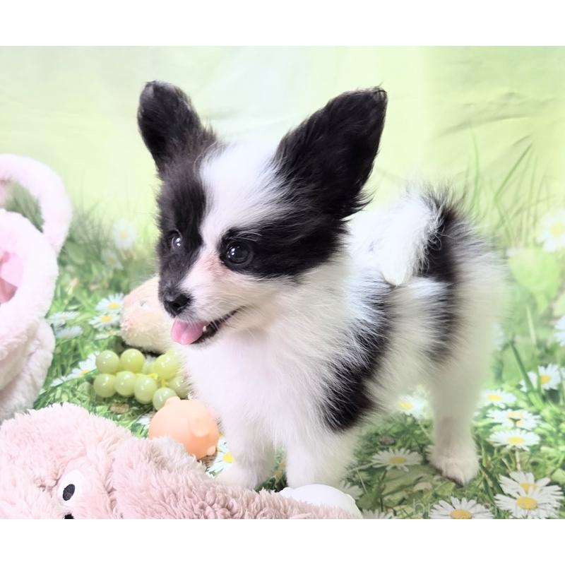 成約済の埼玉県のパピヨン-417132の2枚目