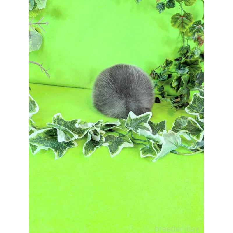 販売中の神奈川県のポメラニアン-417768の5枚目