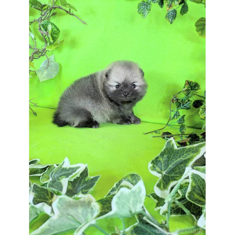 販売中の神奈川県のポメラニアン-417768