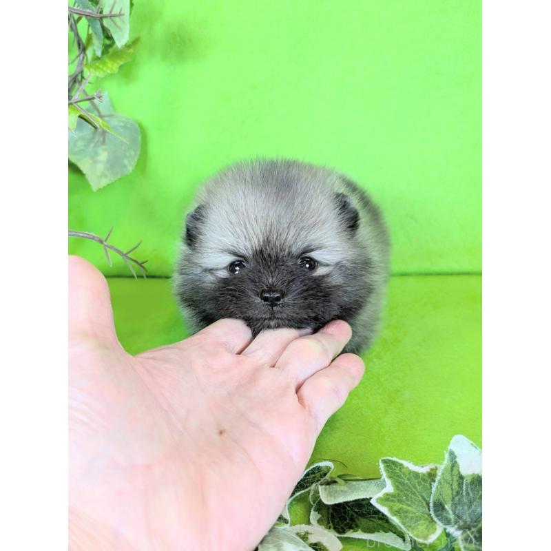 販売中の神奈川県のポメラニアン-417768の4枚目