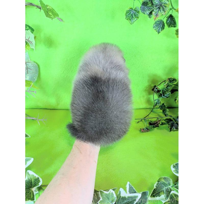 販売中の神奈川県のポメラニアン-417768の2枚目