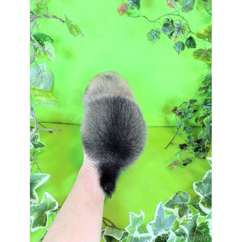 販売中の神奈川県のポメラニアン-417769の2枚目