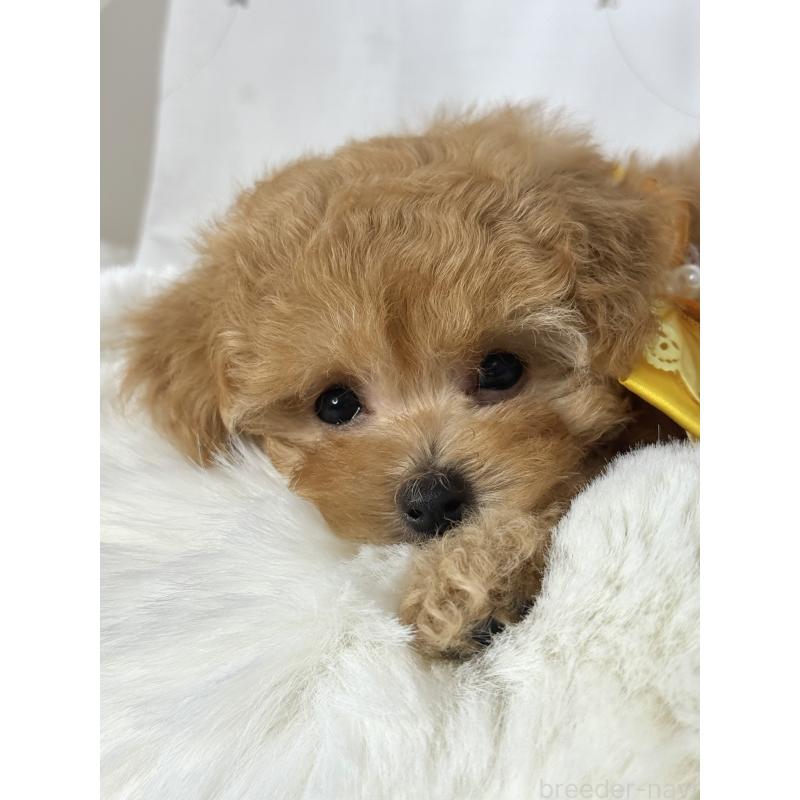 成約済の大阪府のティーカッププードル-416601の17枚目