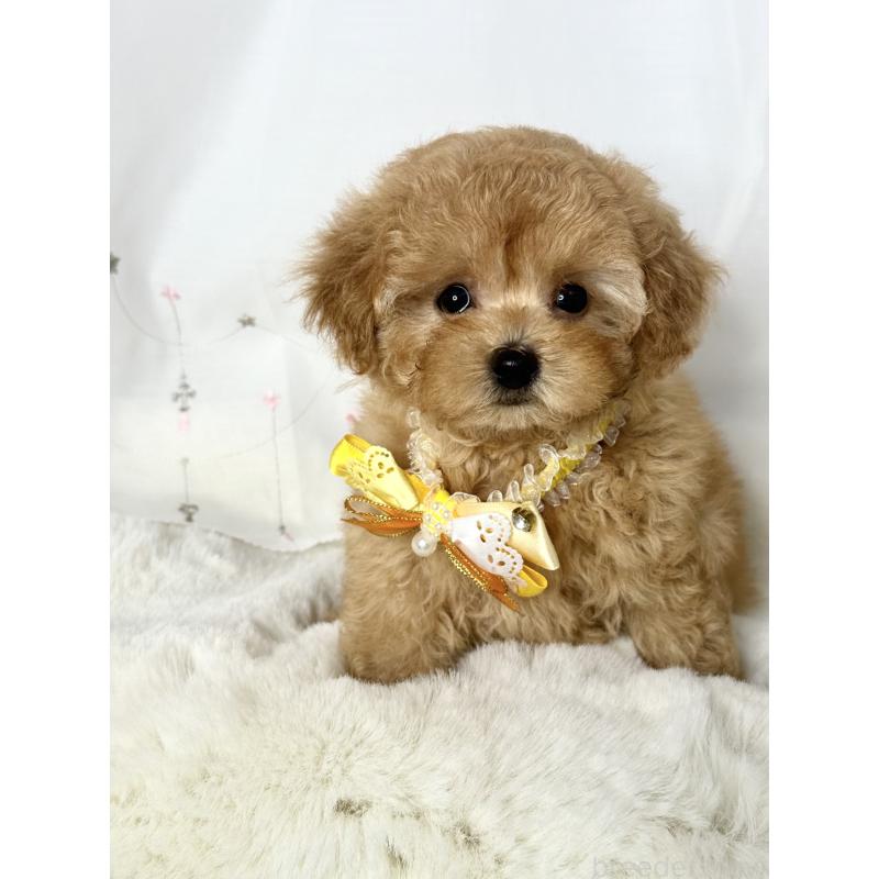 成約済の大阪府のティーカッププードル-416601の16枚目