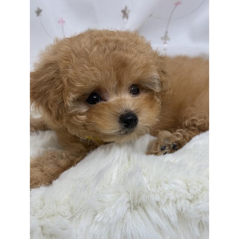 成約済の大阪府のティーカッププードル-416601の15枚目