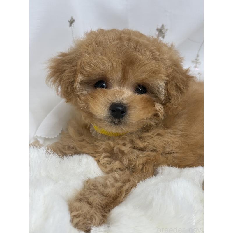 成約済の大阪府のティーカッププードル-416601の14枚目