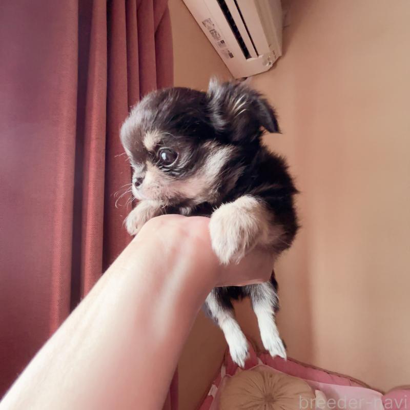 販売中の香川県のチワワ(ロングコート)-414547の21枚目