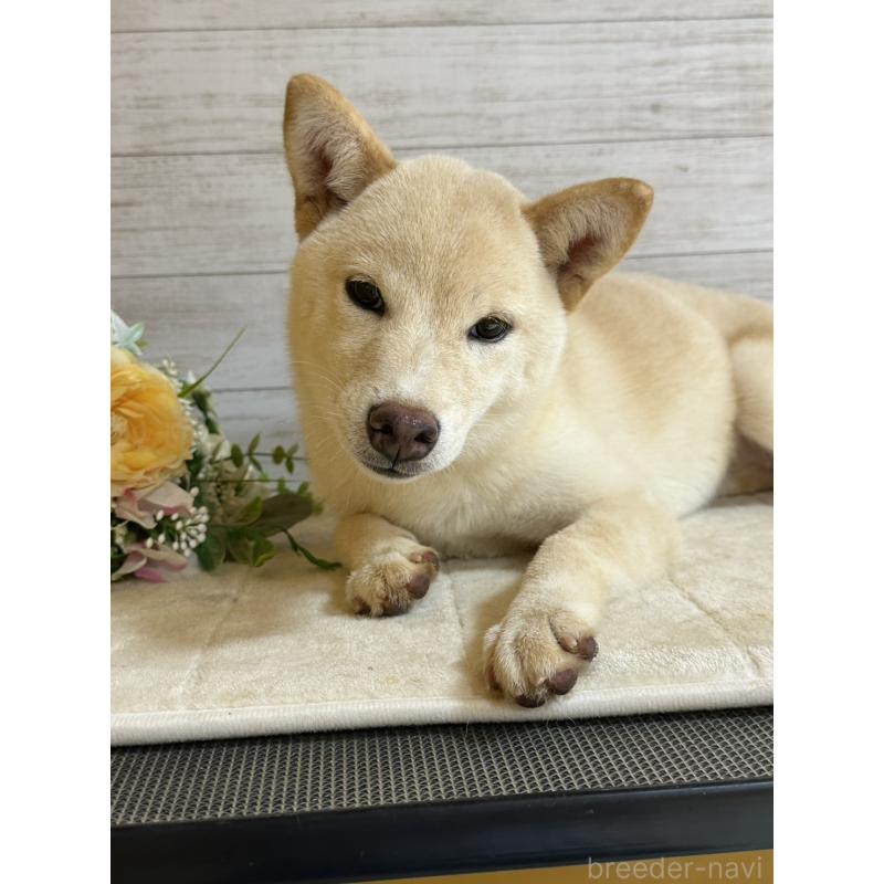 販売中の岡山県の豆柴-388443の7枚目