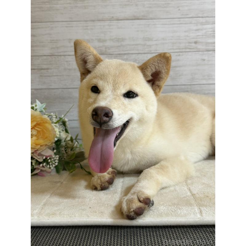 販売中の岡山県の豆柴-388443の3枚目