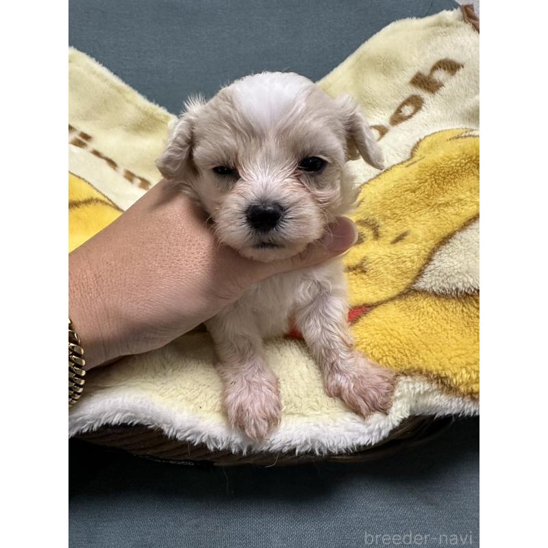 成約済の岡山県のマルプー:マルチーズ×トイプードル-416672の6枚目