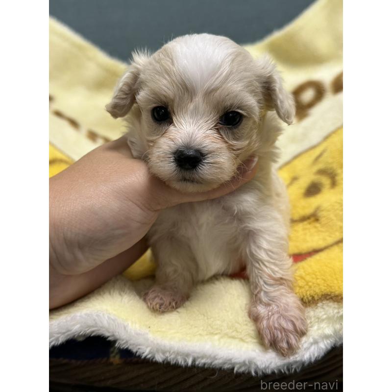 成約済の岡山県のマルプー:マルチーズ×トイプードル-416672の5枚目