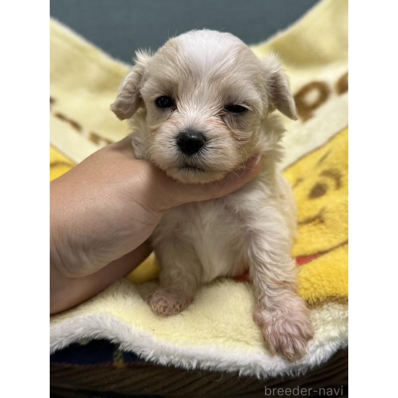 成約済の岡山県のマルプー:マルチーズ×トイプードル-416672の3枚目