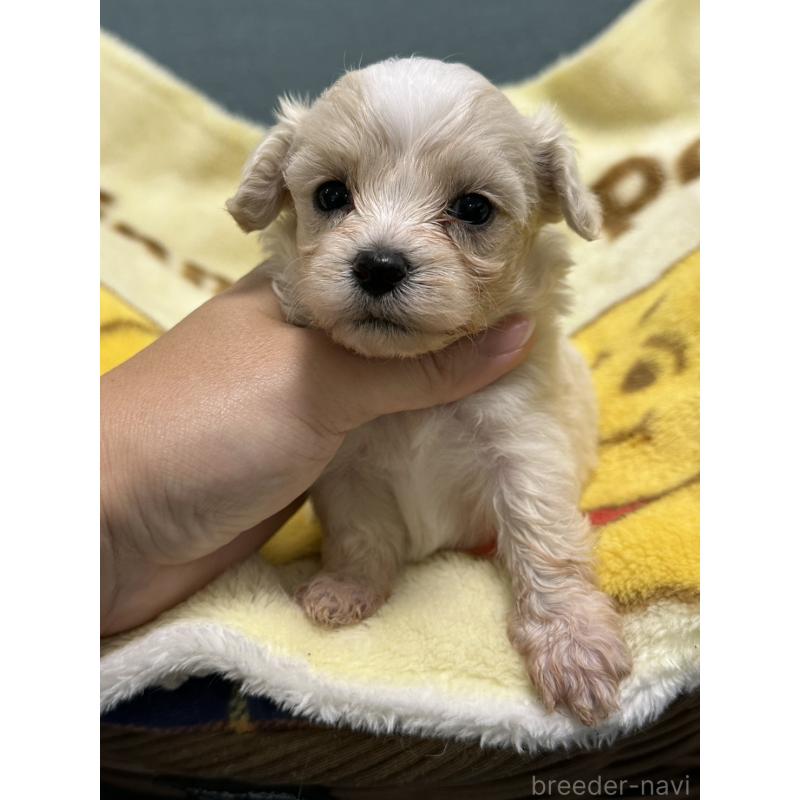 成約済の岡山県のマルプー:マルチーズ×トイプードル-416672の2枚目