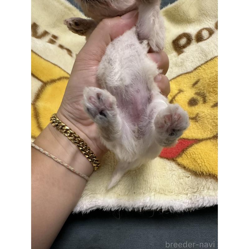 成約済の岡山県のマルプー:マルチーズ×トイプードル-416666の8枚目