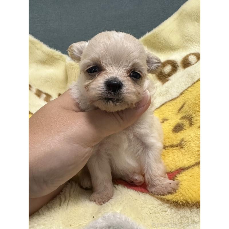 成約済の岡山県のマルプー:マルチーズ×トイプードル-416666の6枚目