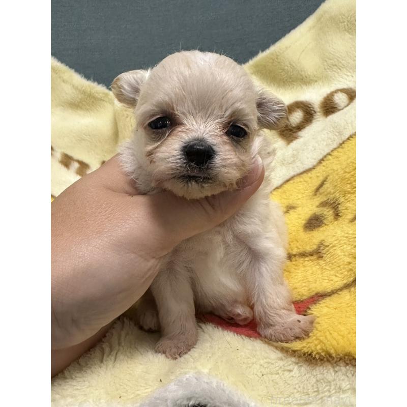 成約済の岡山県のマルプー:マルチーズ×トイプードル-416666の5枚目