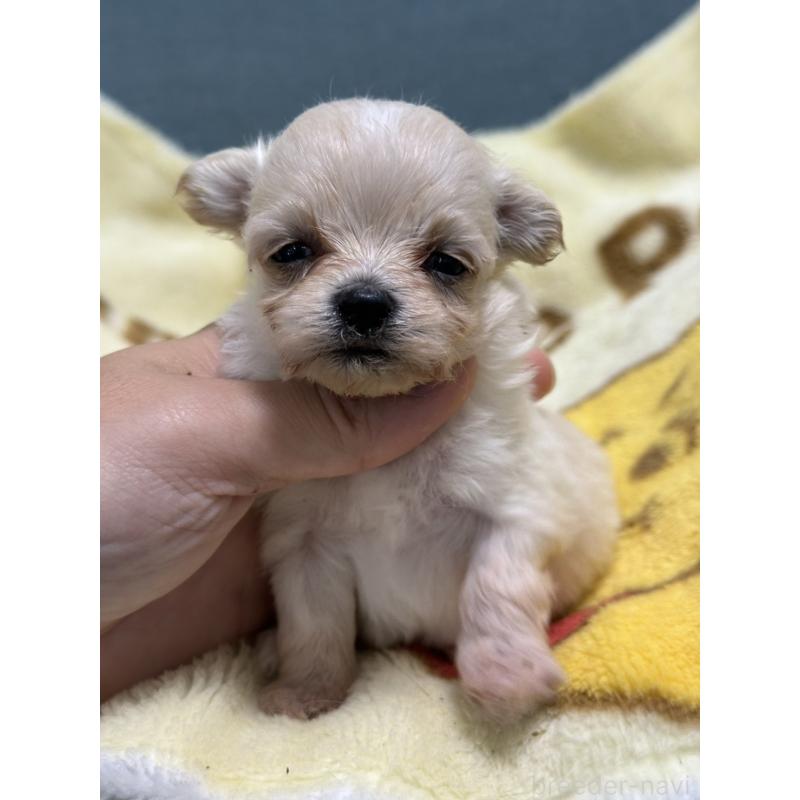 成約済の岡山県のマルプー:マルチーズ×トイプードル-416666の4枚目