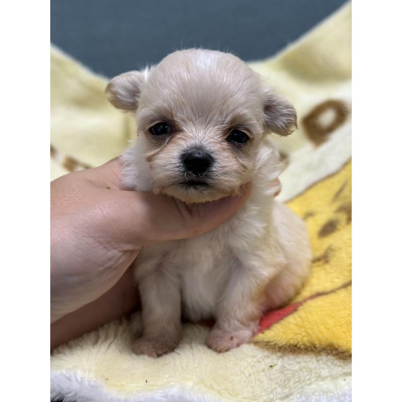 成約済の岡山県のマルプー:マルチーズ×トイプードル-416666の3枚目