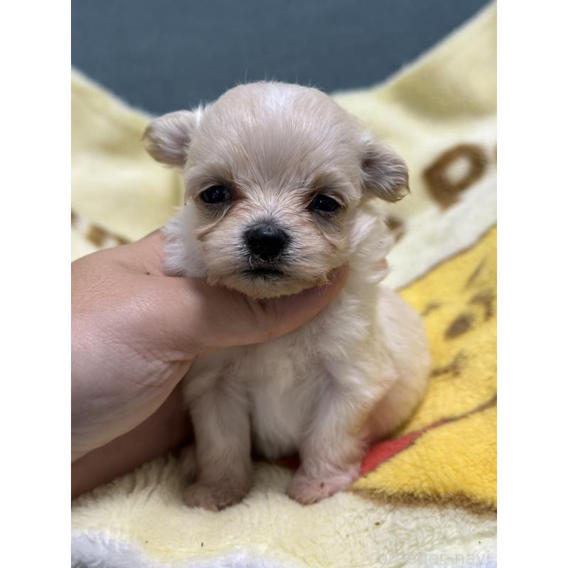 商談中の岡山県のマルプー:マルチーズ×トイプードル-416666