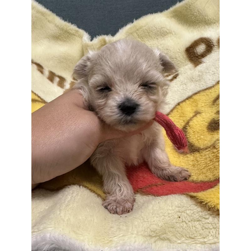販売中の岡山県のマルプー:マルチーズ×トイプードル-416669の6枚目