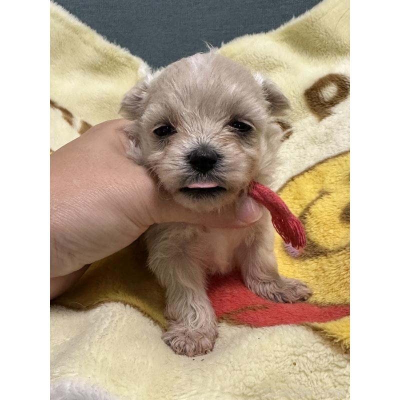 販売中の岡山県のマルプー:マルチーズ×トイプードル-416669の5枚目