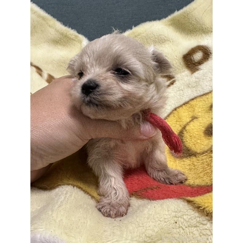 販売中の岡山県のマルプー:マルチーズ×トイプードル-416669の4枚目