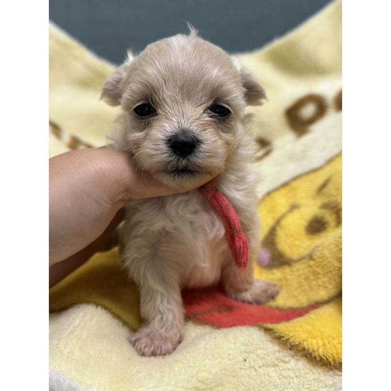 販売中の岡山県のマルプー:マルチーズ×トイプードル-416669の3枚目