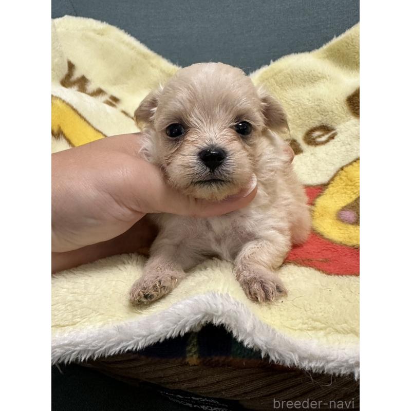 成約済の岡山県のマルプー:マルチーズ×トイプードル-416671の4枚目