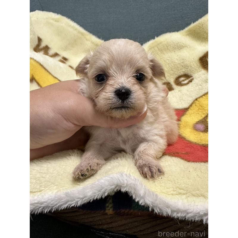 成約済の岡山県のマルプー:マルチーズ×トイプードル-416671の3枚目