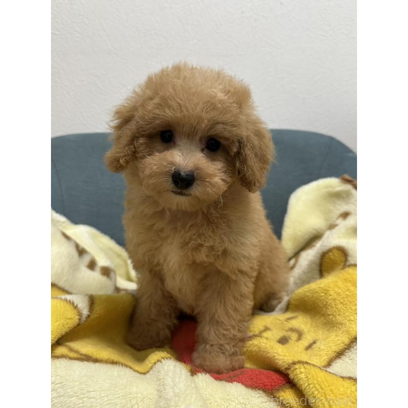 成約済の岡山県のトイプードル-407436の4枚目