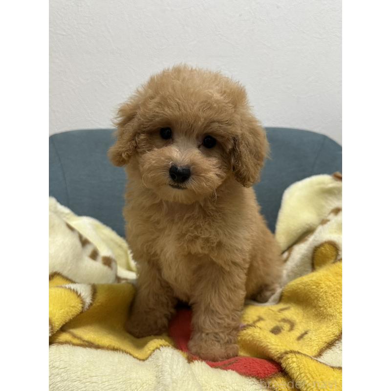 成約済の岡山県のトイプードル-407436の3枚目