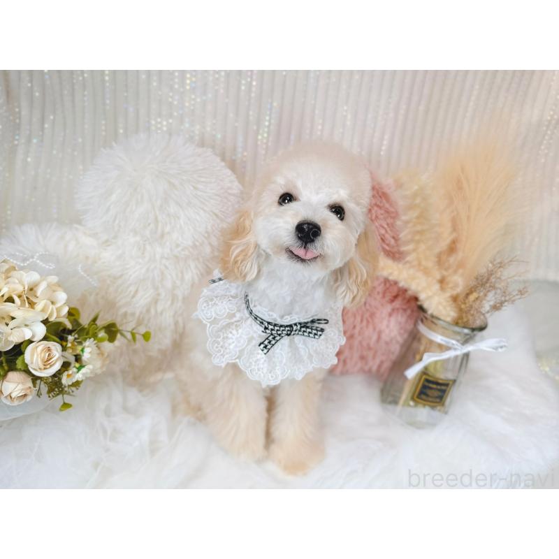 販売中の大阪府のタイニープードル-401466の3枚目