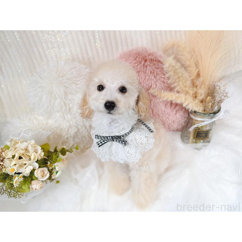 販売中の大阪府のタイニープードル-401466の2枚目