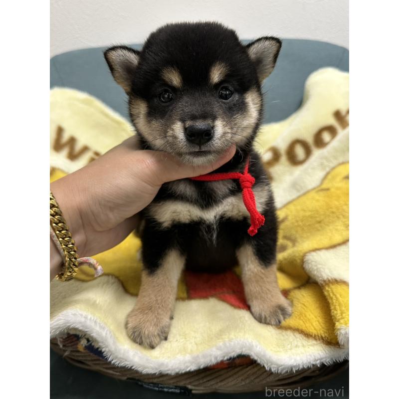 販売中の岡山県の柴犬-413996の8枚目