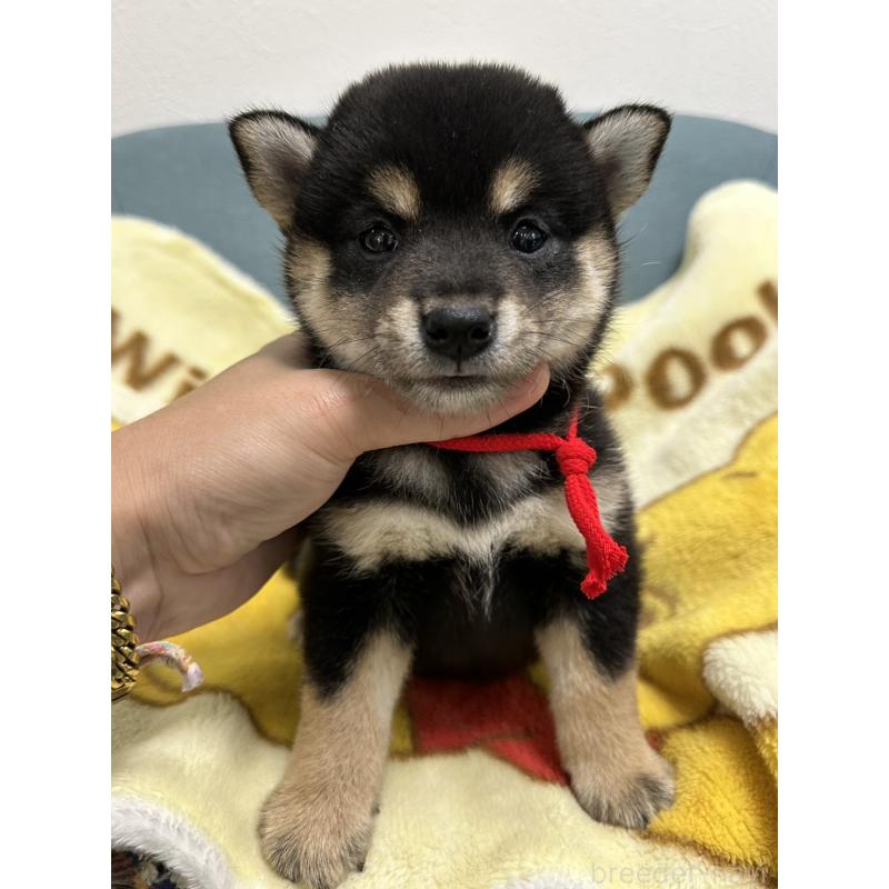 販売中の岡山県の柴犬-413996の7枚目