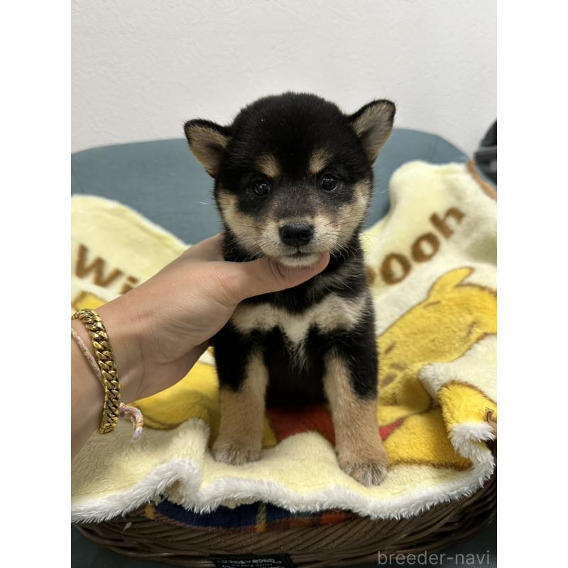 販売中の岡山県の柴犬-413996の6枚目