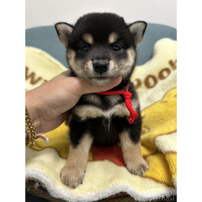 販売中の岡山県の柴犬-413996の5枚目